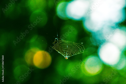 Beautiful spider in a colorful background and light, making a web like a painting on a canvas