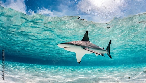 baby shark hunting in the shallow water maldives