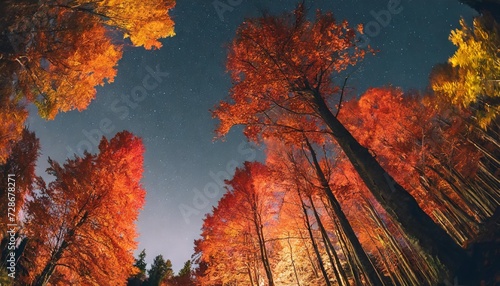 low angle autumn red forest night sky