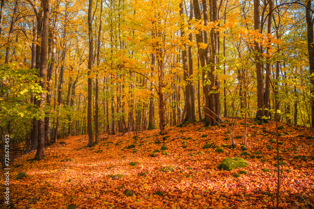 autumn in the forest autumn in the forest