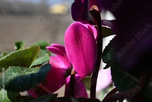 Fototapeta Naklejka Na Ścianę i Meble -  Fiore rosa: ciclamino