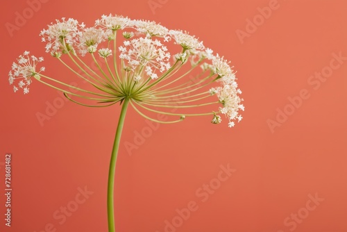 Coral Canvas with Queen Anne's Lace 