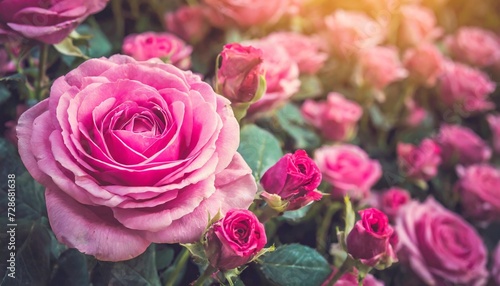 valentine day background retro pink roses flower background