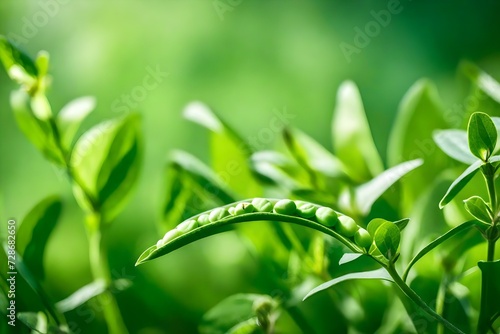 green grass and peas background