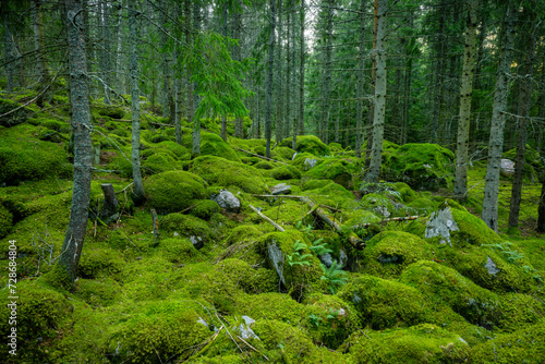 Mossy forest in Sweden with large rocks