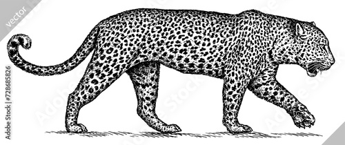 Vintage engraving isolated leopard set panther illustration ink sketch. Africa wild cat cheetah background jaguar animal silhouette art. Black and white hand drawn vector image	