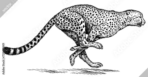 Vintage engraving isolated leopard set panther illustration ink sketch. Africa wild cat cheetah background jaguar animal silhouette art. Black and white hand drawn vector image	