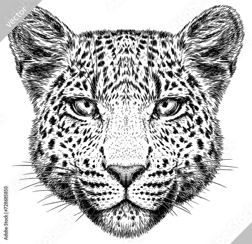 Vintage engraving isolated leopard set panther illustration ink sketch. Africa wild cat cheetah background jaguar animal silhouette art. Black and white hand drawn vector image	