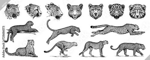 Vintage engraving isolated leopard set panther illustration ink sketch. Africa wild cat cheetah background jaguar animal silhouette art. Black and white hand drawn vector image	 photo