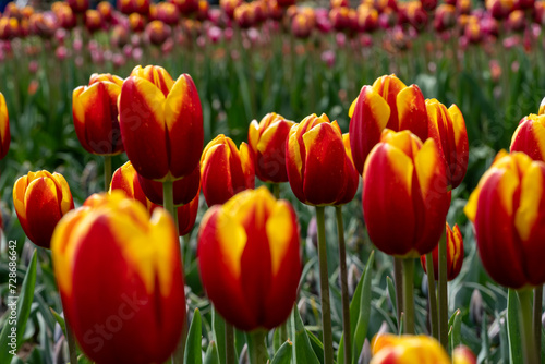 Intimate Bloom  Close-up of Tulipa gesneriana  Gesner s Tulip 