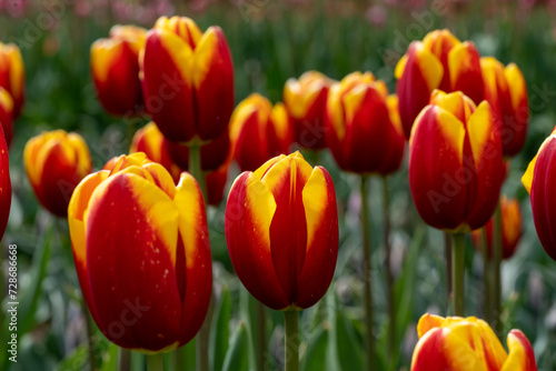 Intimate Bloom  Close-up of Tulipa gesneriana  Gesner s Tulip 