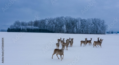 Animal in winter field