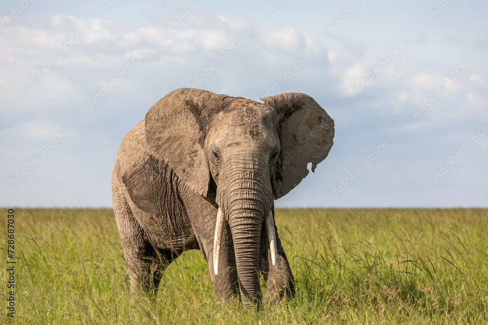 Fototapeta premium Elephant ( Loxodonta Africana) with big tusks, Olare Motorogi Conservancy, Kenya.