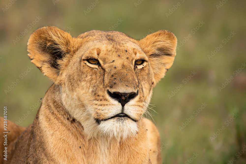 Head of a lioness ( Panthera Leo Leo), Olare Motorogi Conservancy, Kenya. Head of a lioness ( Panthera Leo Leo), Olare Motorogi Conservancy, Kenya.