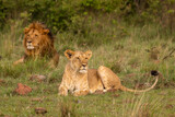 Lion pride ( Panthera Leo Leo), Olare Motorogi Conservancy, Kenya.
