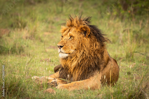 Male lion   Panthera Leo Leo  enjoying his rest  Olare Motorogi Conservancy  Kenya.