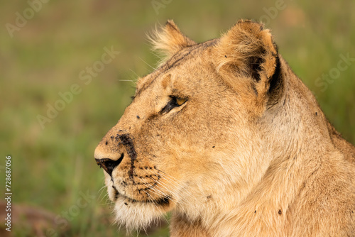 Head of a lioness   Panthera Leo Leo  with a scar  Olare Motorogi Conservancy  Kenya.