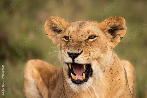 Lioness   Panthera Leo Leo  yawning  Olare Motorogi Conservancy  Kenya.