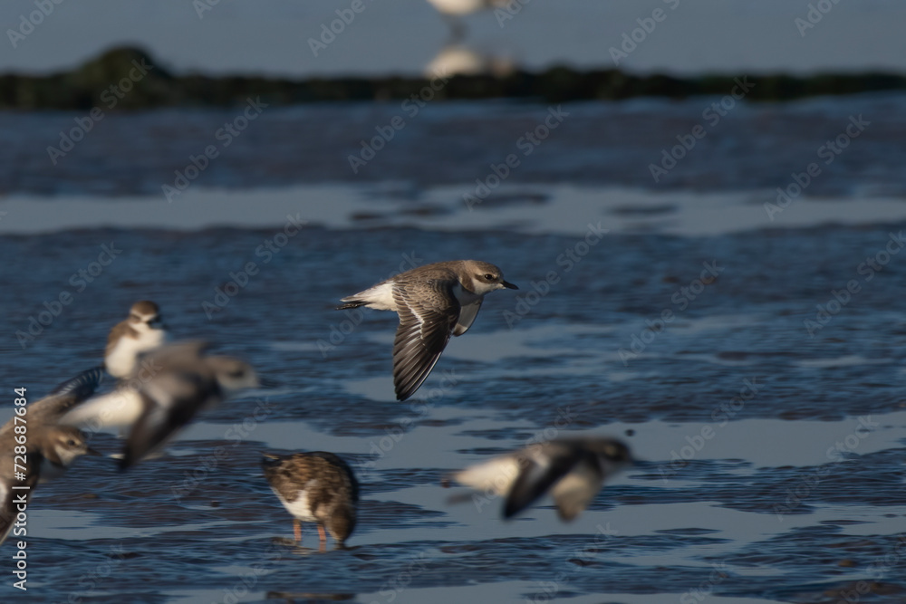 Tibetan sand plover (Anarhynchus atrifrons), a small wader in the plover family, observed at Akshi Beach in Alibag, Maharashtra, India Tibetan sand plover (Anarhynchus atrifrons), a small wader in the plover family, observed at Akshi Beach in Alibag, Maharashtra, India