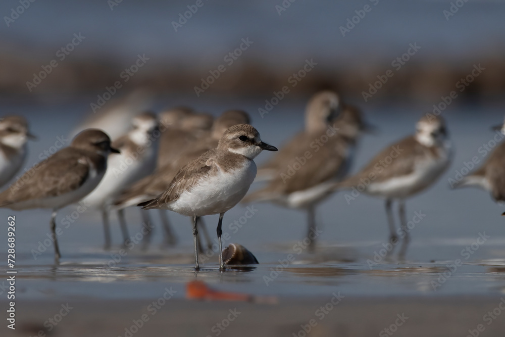 Tibetan sand plover (Anarhynchus atrifrons), a small wader in the plover family, observed at Akshi Beach in Alibag, Maharashtra, India Tibetan sand plover (Anarhynchus atrifrons), a small wader in the plover family, observed at Akshi Beach in Alibag, Maharashtra, India