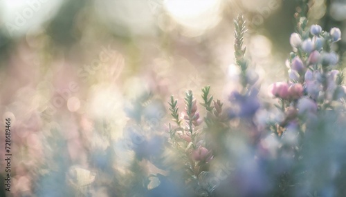 Pale bright pastel background with beautiful lavender meadow flowers. 
