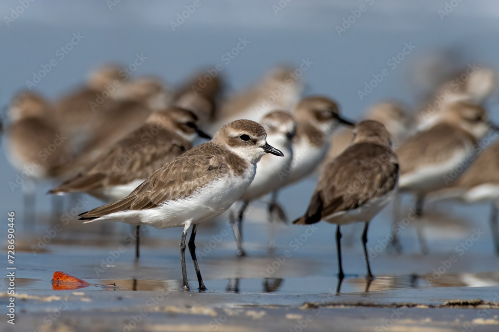 Tibetan sand plover (Anarhynchus atrifrons), a small wader in the plover family, observed at Akshi Beach in Alibag, Maharashtra, India Tibetan sand plover (Anarhynchus atrifrons), a small wader in the plover family, observed at Akshi Beach in Alibag, Maharashtra, India