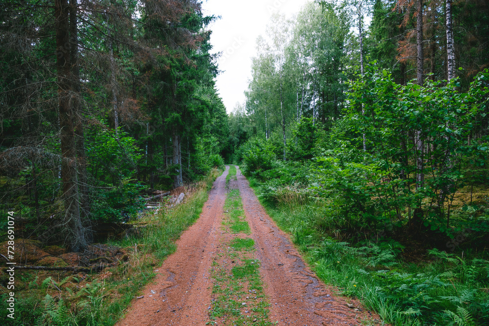 Obraz premium Road in forest