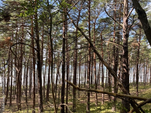 trees in the forest