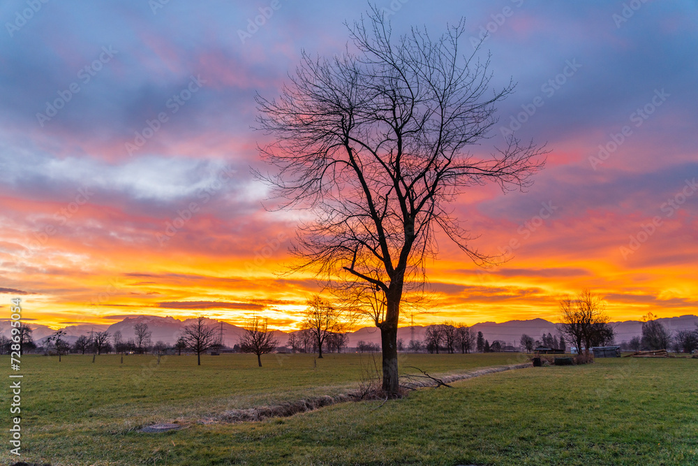 Panorama under afterglow with single tree on meadow in Rhein valley, with Vorarlberg and Swiss mountains in background. tree silhouette and red, orange, yellow and blue clouds on the sky after sunset