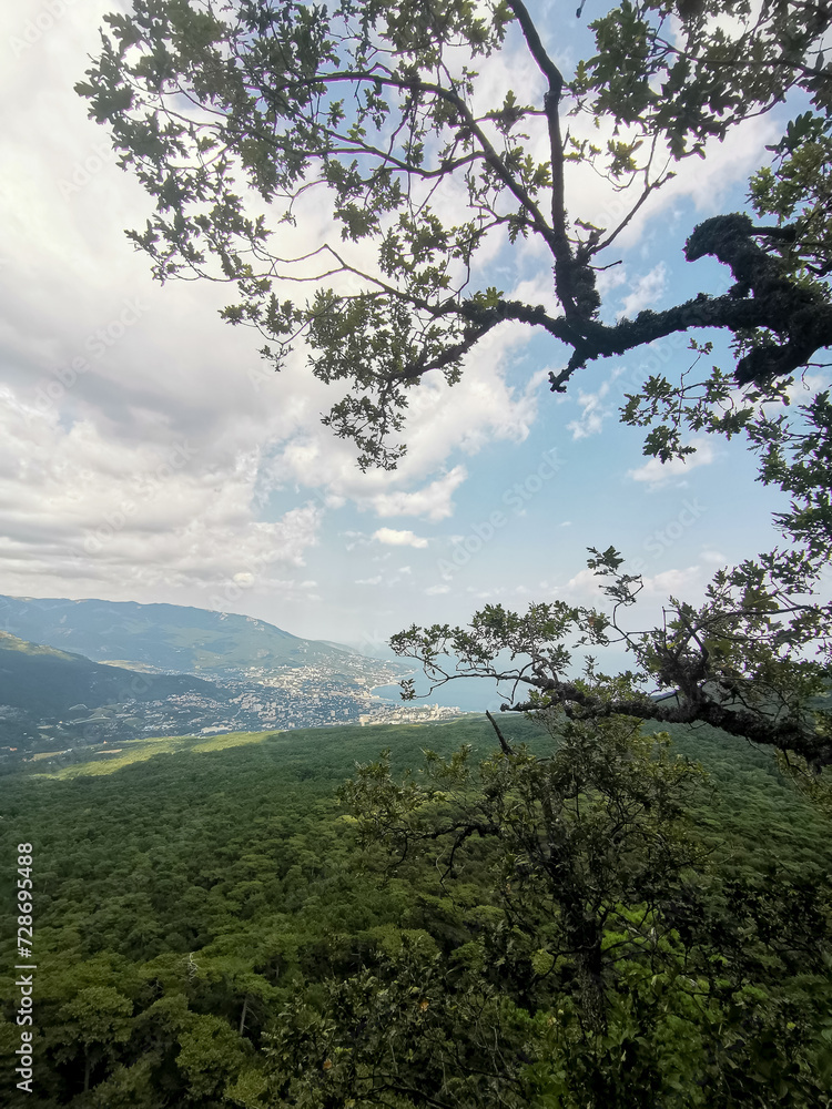 View from Mountain Peak Framed by Pine Trees with Tree-Covered Slope and Distant Sea, Sunny Day, No People View from Mountain Peak Framed by Pine Trees with Tree-Covered Slope and Distant Sea, Sunny Day, No People