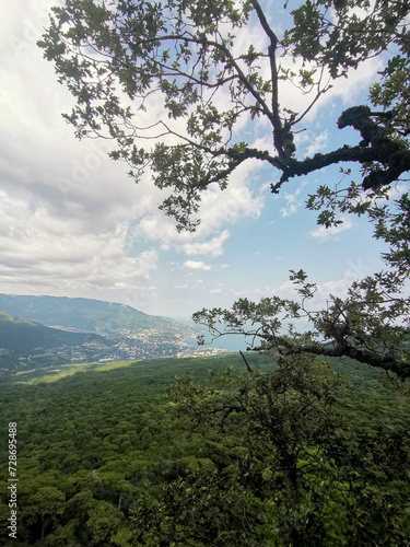 View from Mountain Peak Framed by Pine Trees with Tree-Covered Slope and Distant Sea, Sunny Day, No People