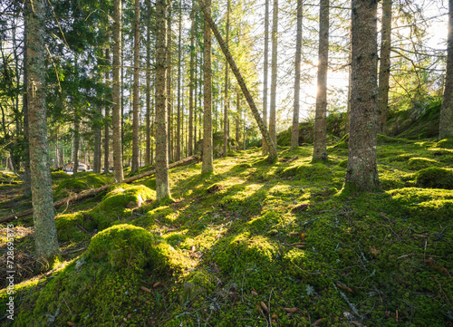 Green mossy Swedish forest