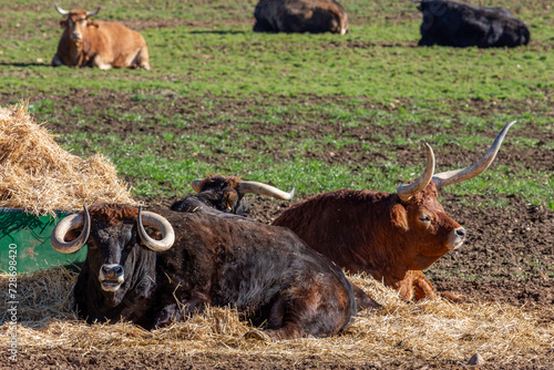 Oxen of different horns and breed lying on the farm straw. Jiménez de Jamuz, León, Spain. photo