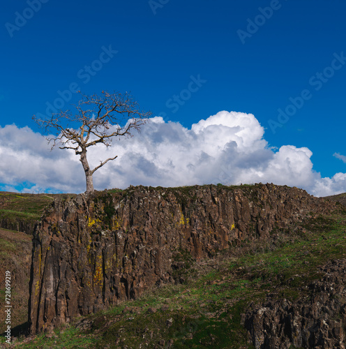 Tree growing out volcanic rock in winter 