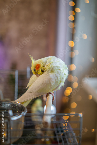 Canvas Print Beautiful photo of a bird