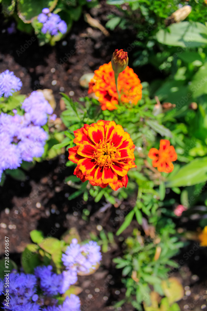 Close-up of the marigold, wild orange flowers in the garden. Flower and plants. Close-up of the marigold, wild orange flowers in the garden. Flower and plants.