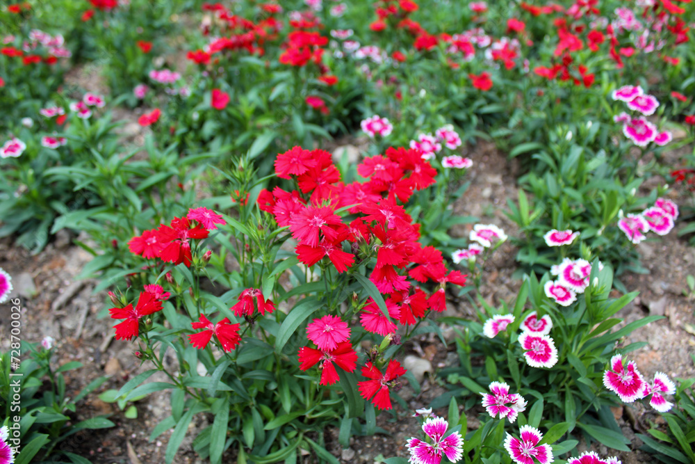 Red dianthus flowers in the garden. Red flowers in the rural. Flower and plants. Red dianthus flowers in the garden. Red flowers in the rural. Flower and plants.