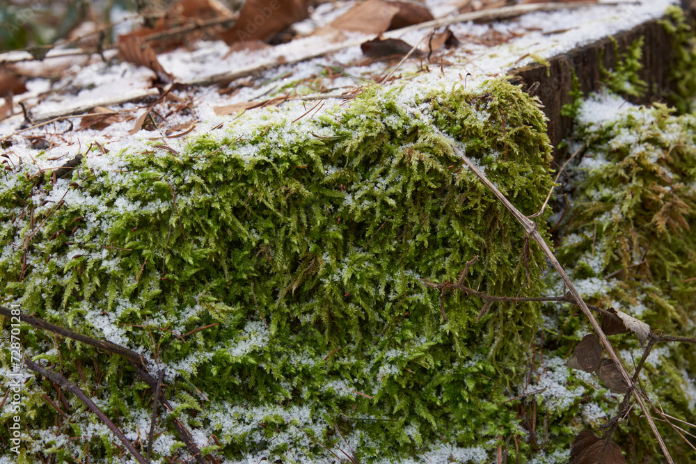 Moss auf einer Baumwurzel im Winter mit Frost Moss auf einer Baumwurzel im Winter mit Frost