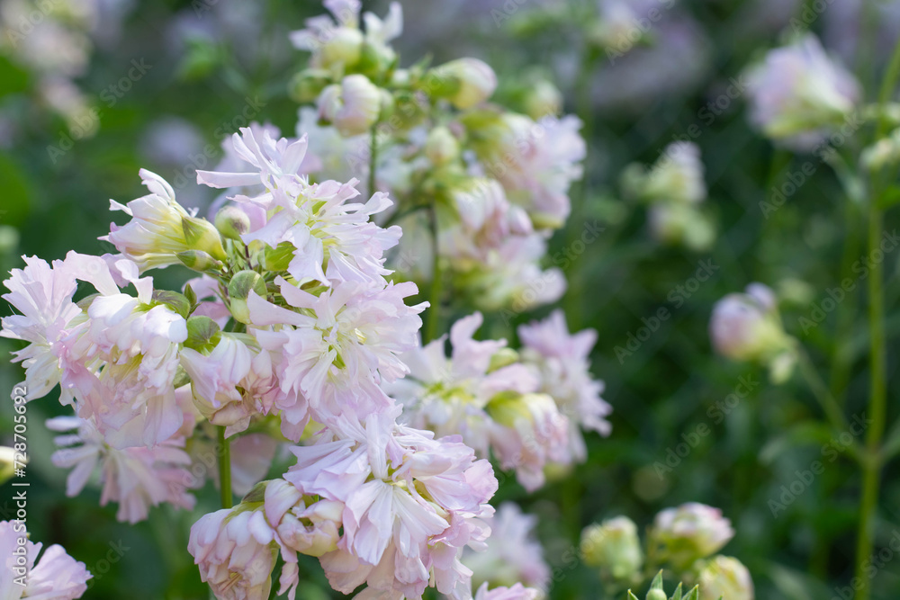 Pink flowers against a green background on a summer day.