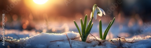 beautiful snowdrop blooming in the sun light © Ivana