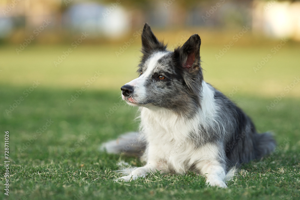 A relaxed Border Collie dog rests on the grass, looking forward with a panting smile. The scene is a serene snippet of a dog's day out in the lush meadow