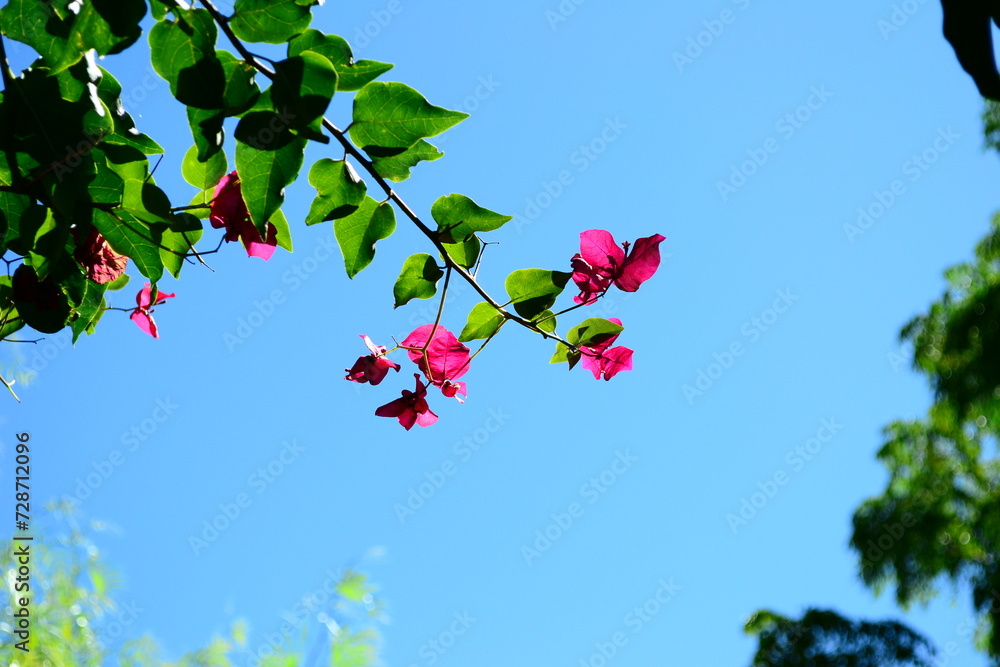Fototapeta premium Bougainvillea, Santa Rita, in summer