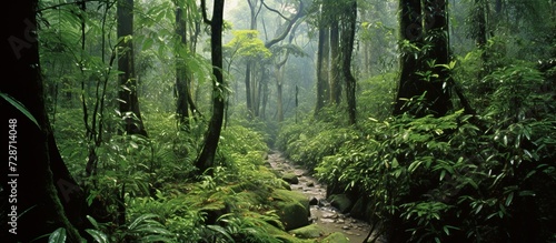 asian tropical rainforest