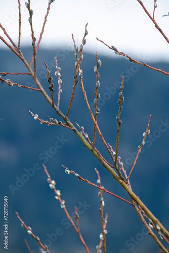 willow branches in springtime with mountains in the background © Chamois huntress