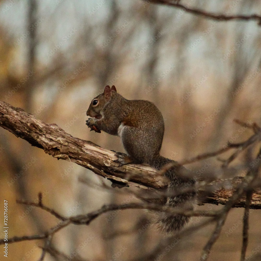 Obraz premium squirrel on a branch