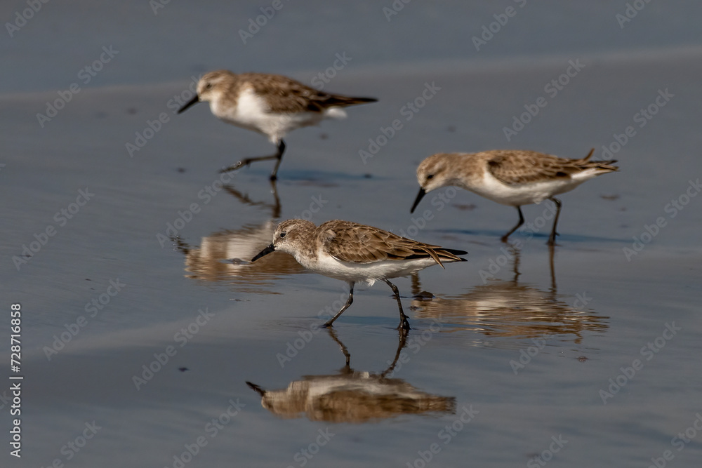 Little stint (Calidris minuta or Erolia minuta), a very small wader, observed at Akshi Beach in Alibag, Maharashtra, India Little stint (Calidris minuta or Erolia minuta), a very small wader, observed at Akshi Beach in Alibag, Maharashtra, India
