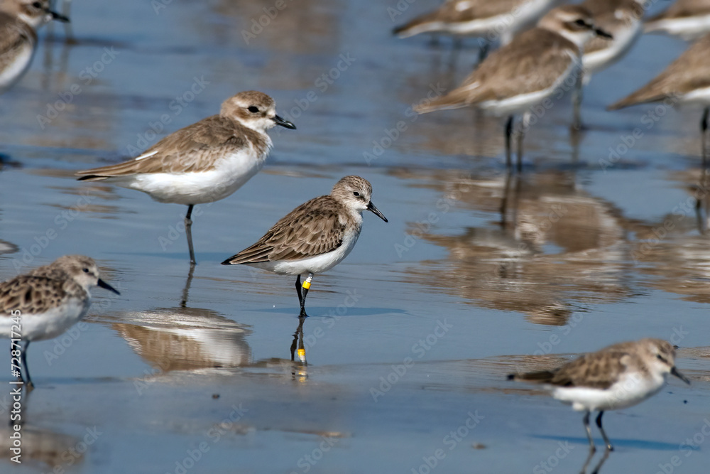 Little stint (Calidris minuta or Erolia minuta), a very small wader, observed at Akshi Beach in Alibag, Maharashtra, India Little stint (Calidris minuta or Erolia minuta), a very small wader, observed at Akshi Beach in Alibag, Maharashtra, India