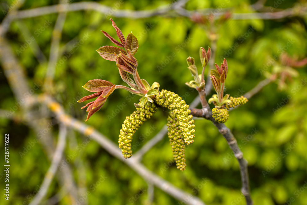 Flowering walnut early spring