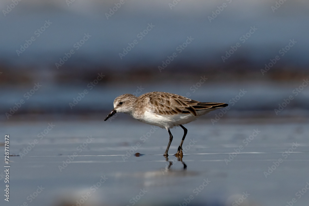Little stint (Calidris minuta or Erolia minuta), a very small wader, observed at Akshi Beach in Alibag, Maharashtra, India Little stint (Calidris minuta or Erolia minuta), a very small wader, observed at Akshi Beach in Alibag, Maharashtra, India