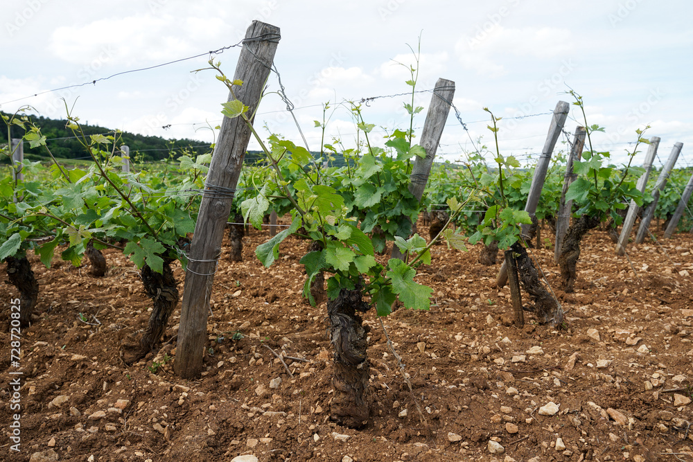 Burgundy traditional vineyard in famous wine making region producing best wines in the world, Bourgogne, France